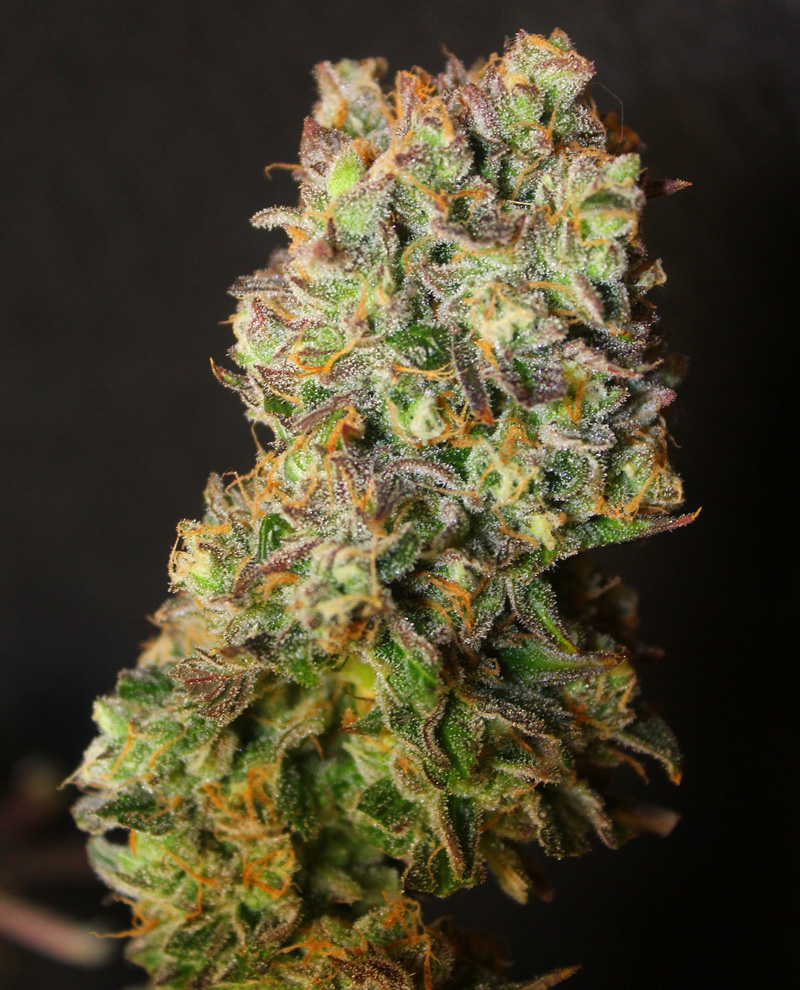 An image of Tangie Zest v1