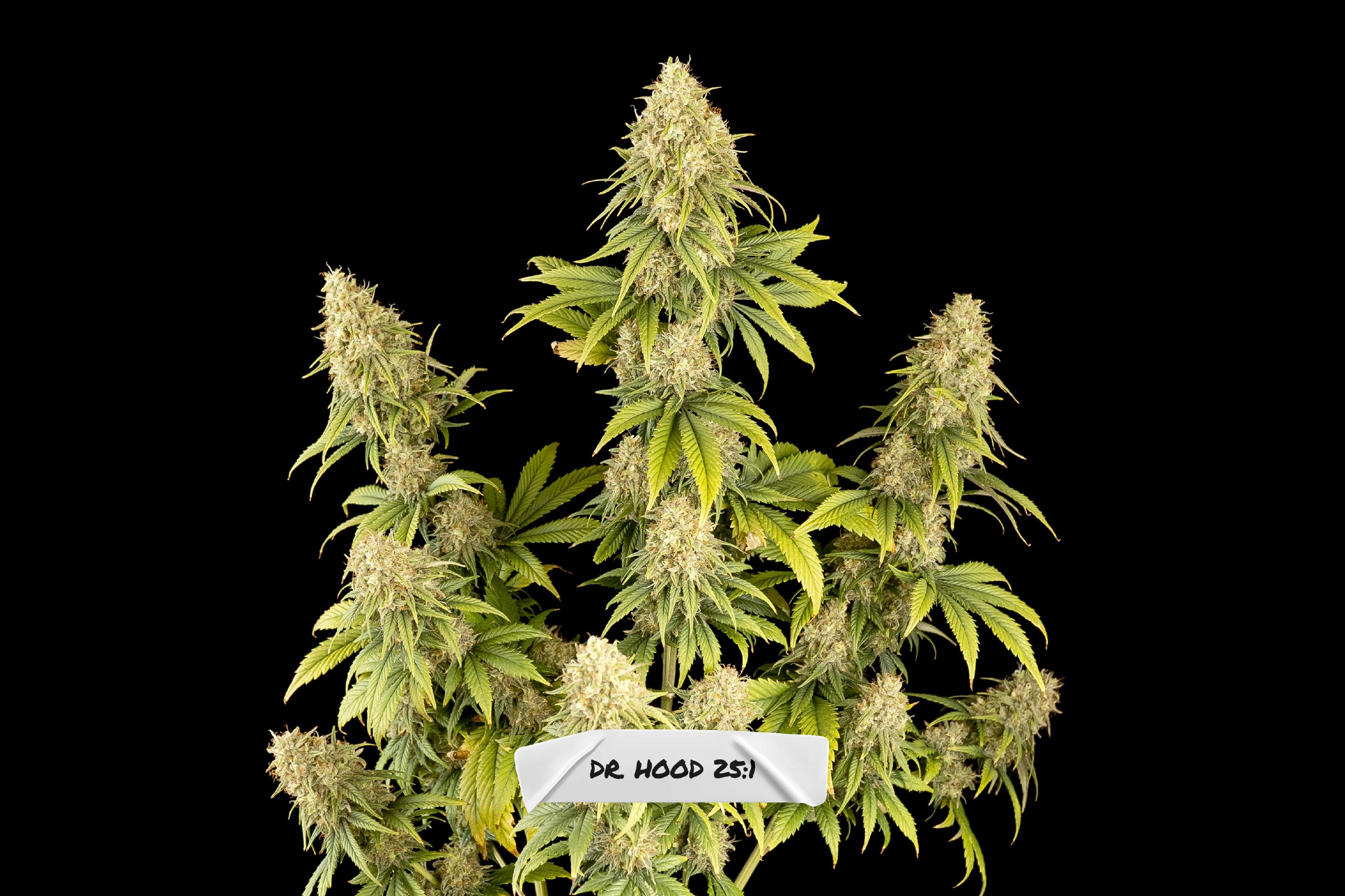 An image of Dr. Hood CBD 25:1
