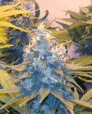 An image of Cheese x Haze