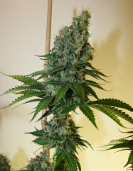 An image of Congo Haze