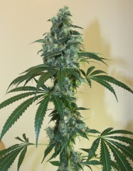 An image of G13 x Amnesia Haze