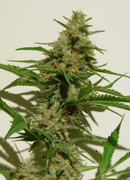 An image of Mexican Haze