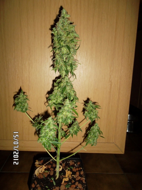 An image of Blue Matic