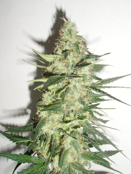 An image of Matic Light