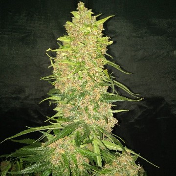 An image of Snowfruit Auto