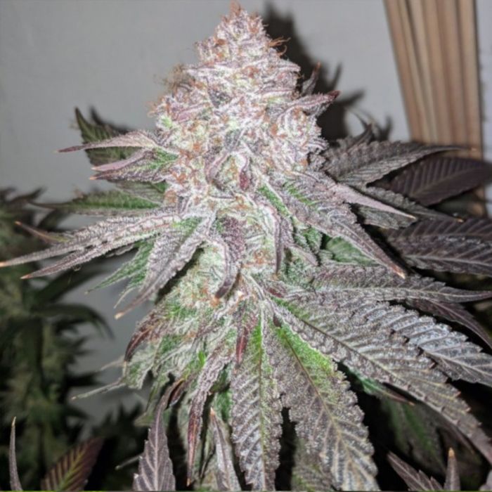 An image of Atomic Sherbert