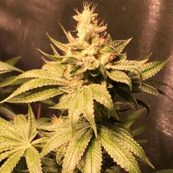 An image of Atomic Sour