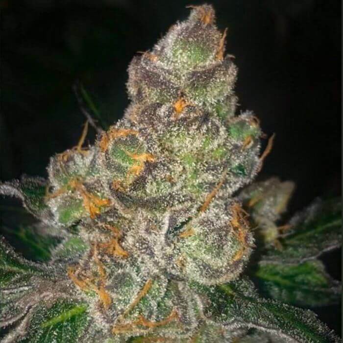 An image of Dank N Later