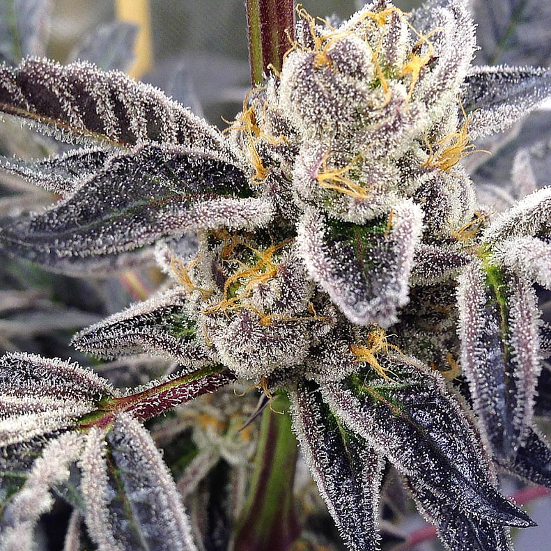 An image of Sour Cup Cookies