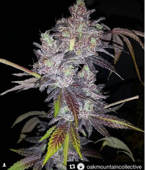 An image of Sour Dosidos