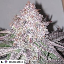 An image of Sour Lemonaid