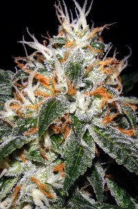 An image of Double Barrel OG