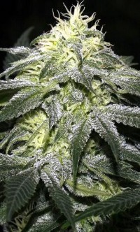 An image of Strawberry Alien Kush