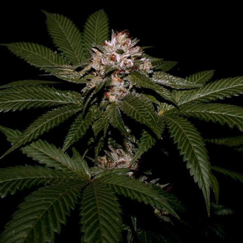 An image of Strawberry Bubba Kush