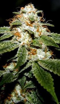 An image of Strawberry Fire