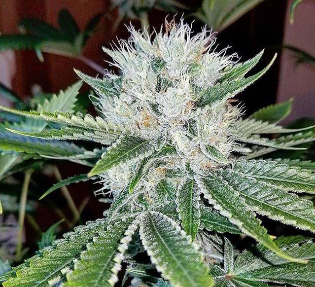 An image of Al Capone OG