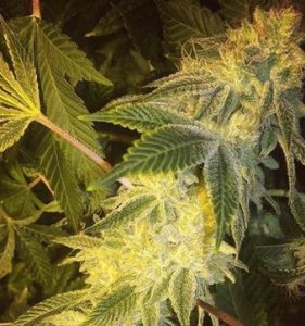 An image of Gorilla Glue #4