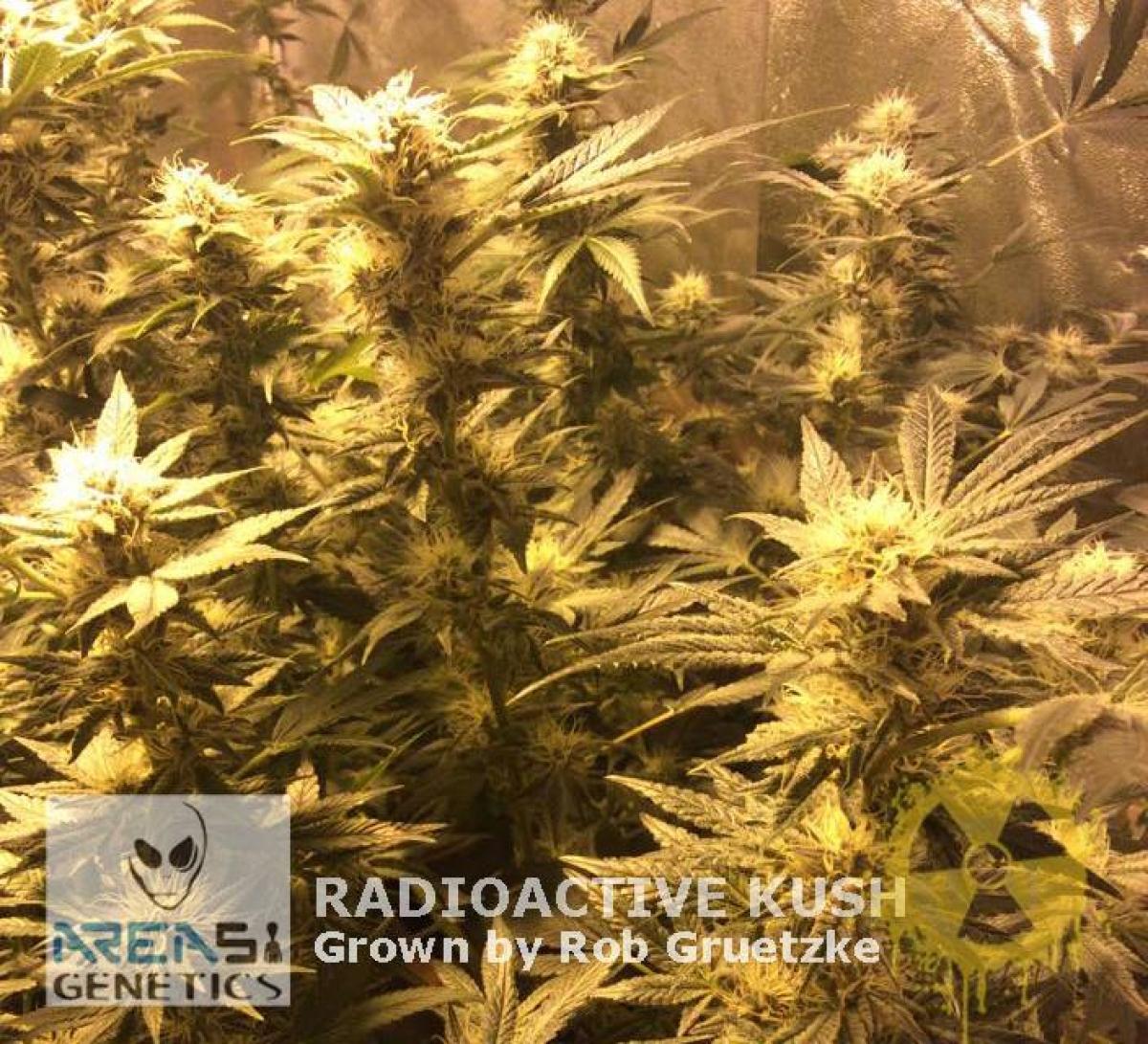 An image of Radioactive Kush