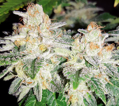 An image of Bruce Banner 1.0