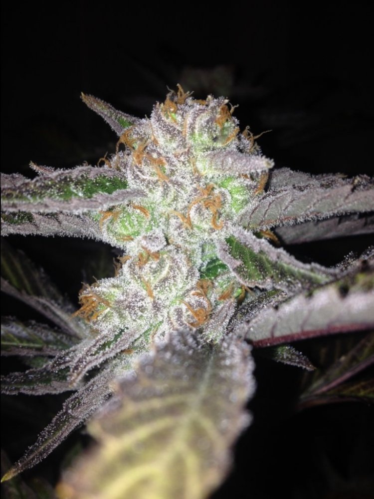 An image of Cherry Wonka