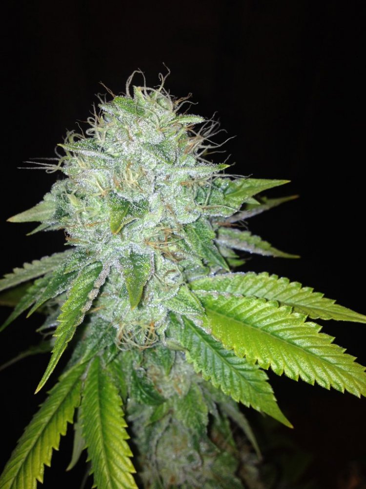 An image of Dark Gamma Kush