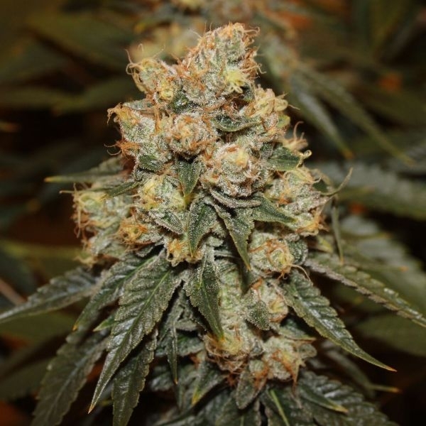 An image of Gamma Berry