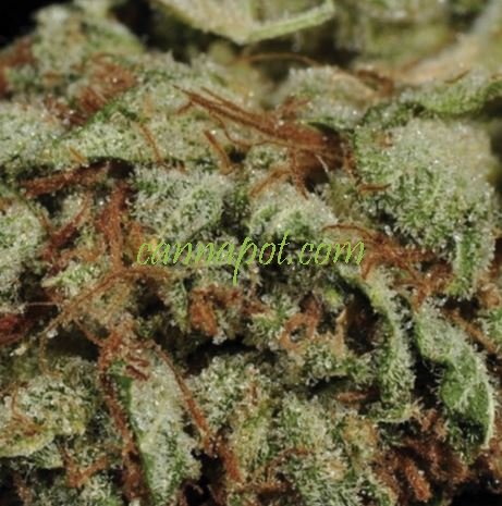 An image of Lemon Cream