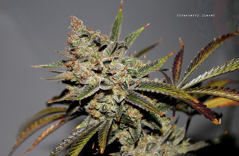 An image of Strawberry Diesel
