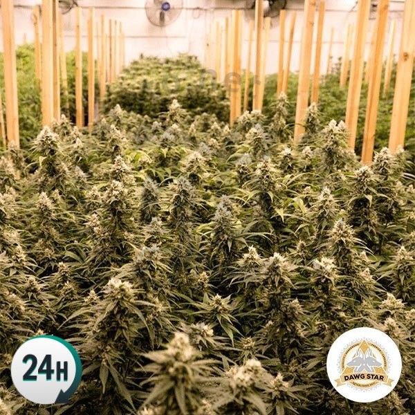 An image of GG 4