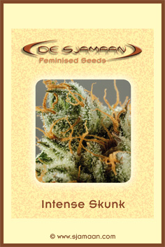 An image of Intense Skunk