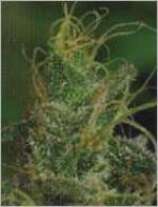 An image of Magic Crystal