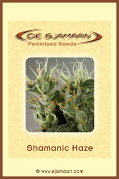 An image of Shamanic Haze