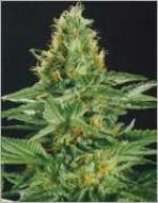 An image of Shaman's High
