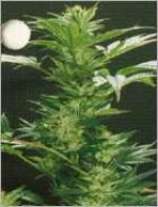 An image of White Skunk