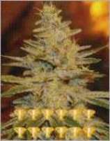 An image of White Widow