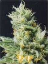 An image of Widow 2004