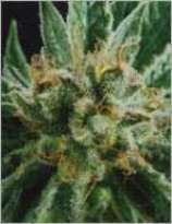An image of Widow Skunk