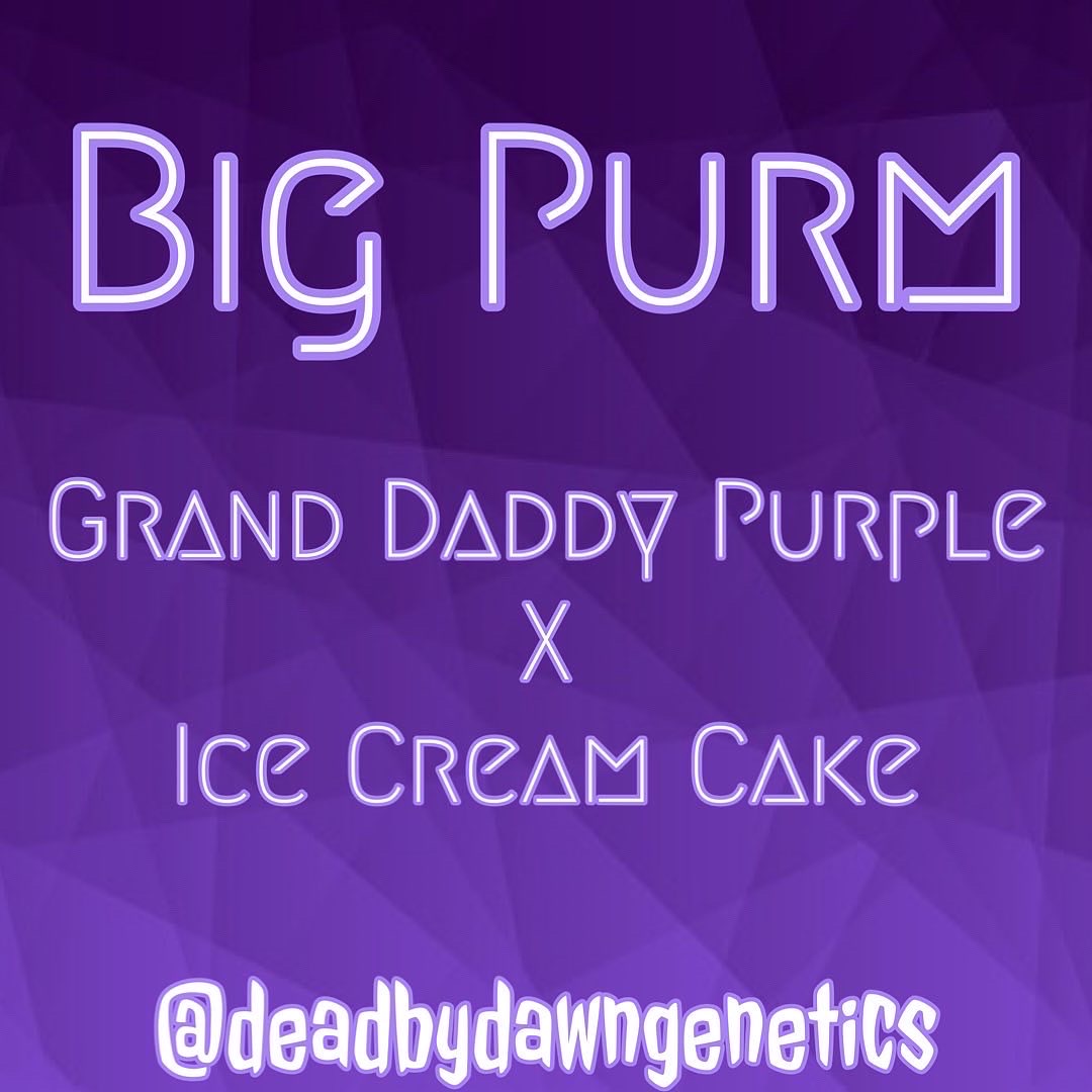 An image of Big Purm