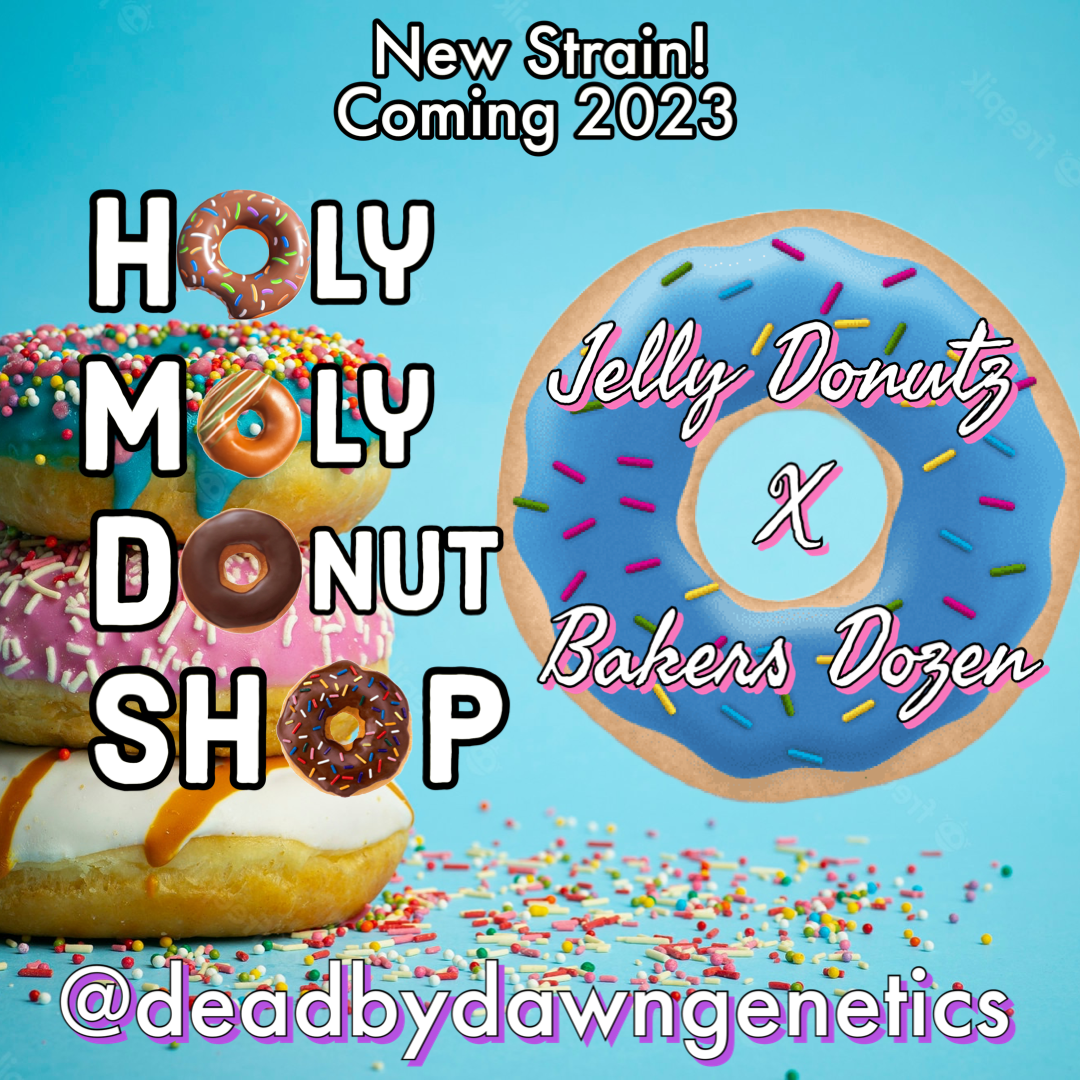 An image of Holy Moly Donut Shop