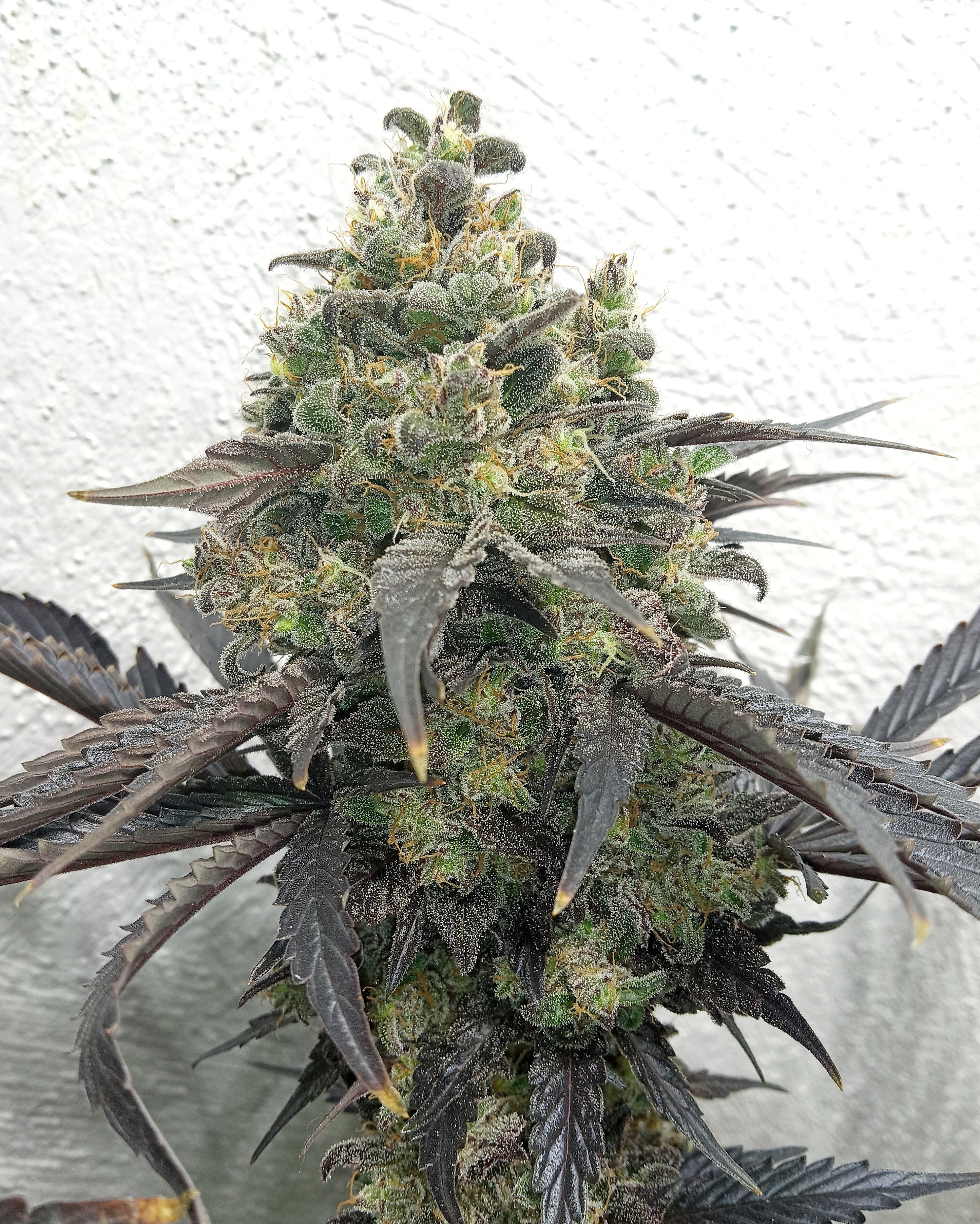 An image of GMO Rootbeer x NL2