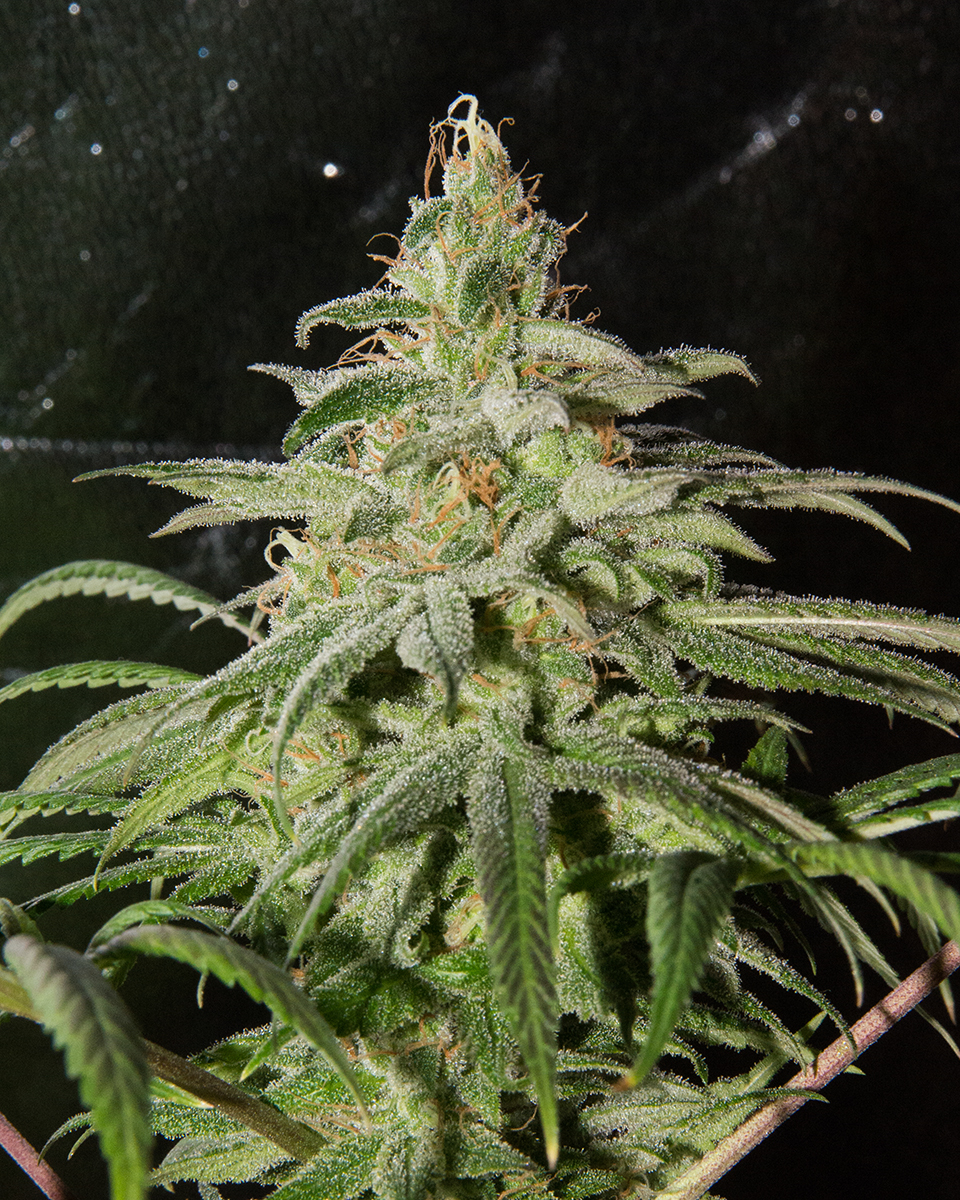 An image of Blueberry Cream Soda