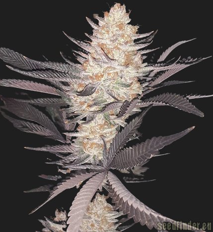 An image of Daisy Chain Haze