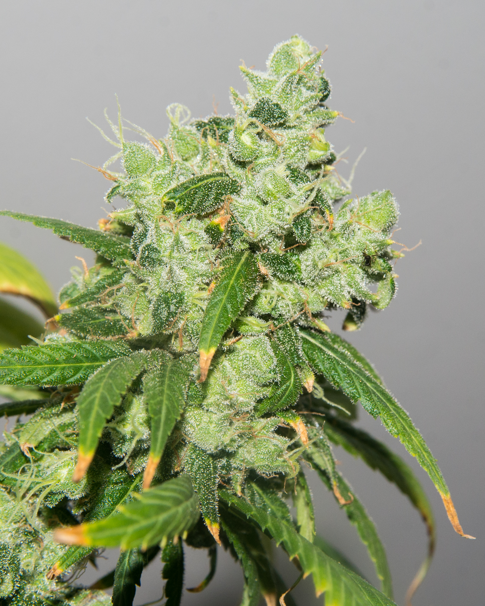 An image of Northern Lights #2