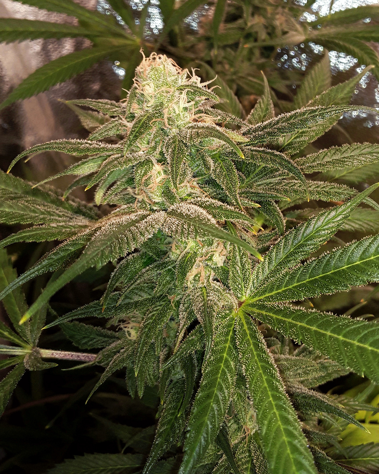 An image of Oaxaca Blueberry