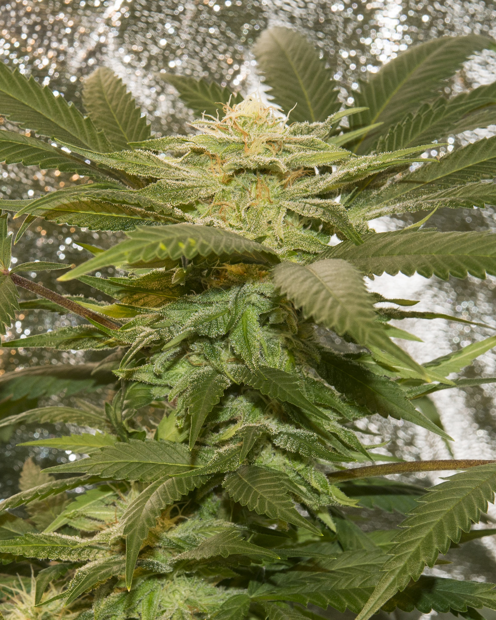 An image of Sweet Grape