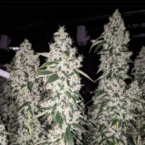 An image of Chem De La Sour