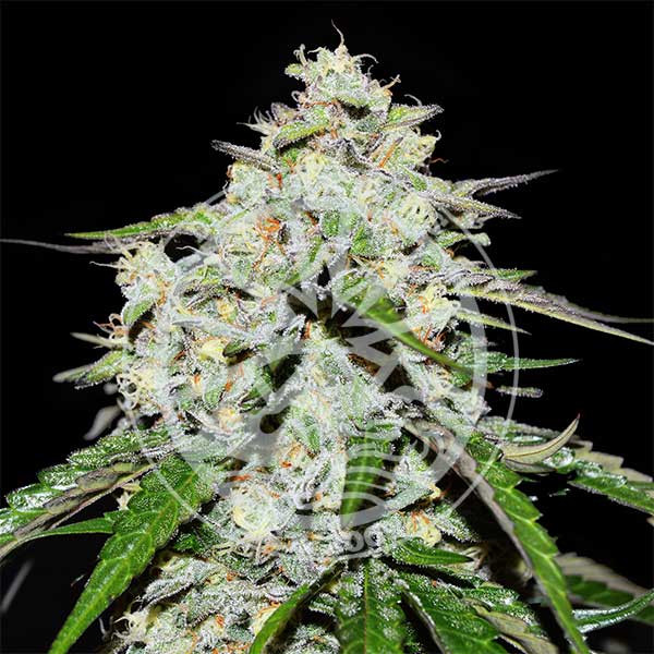 An image of Space Cookies Auto