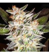 An image of Cheese Candy Auto