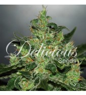An image of Critical Jack Herer Auto