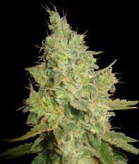 An image of Critical Kali Mist